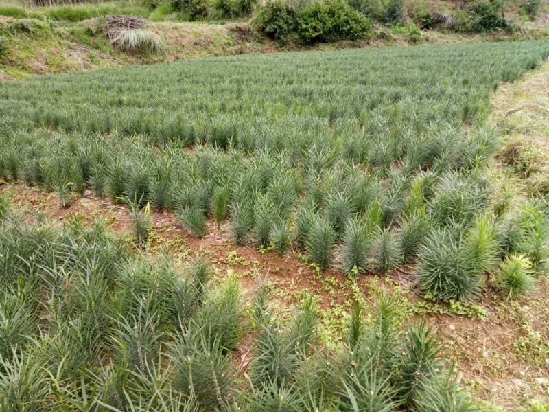 鲜百合独头药食两用