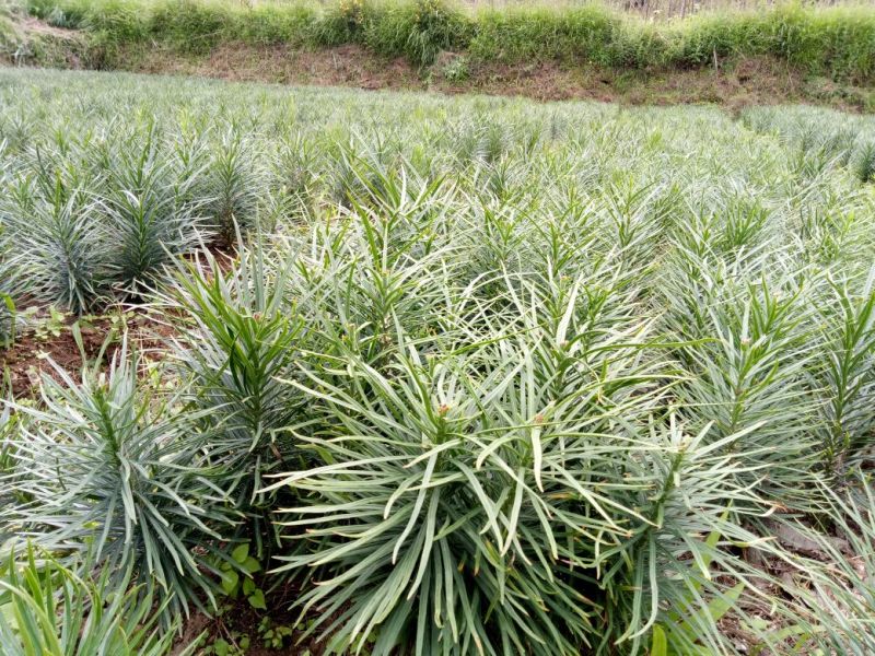 鲜百合独头药食两用