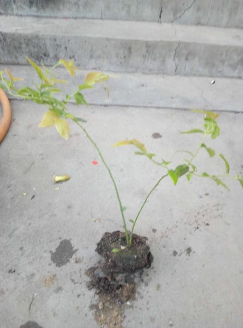 蓝莓苗20~30cm2年以上