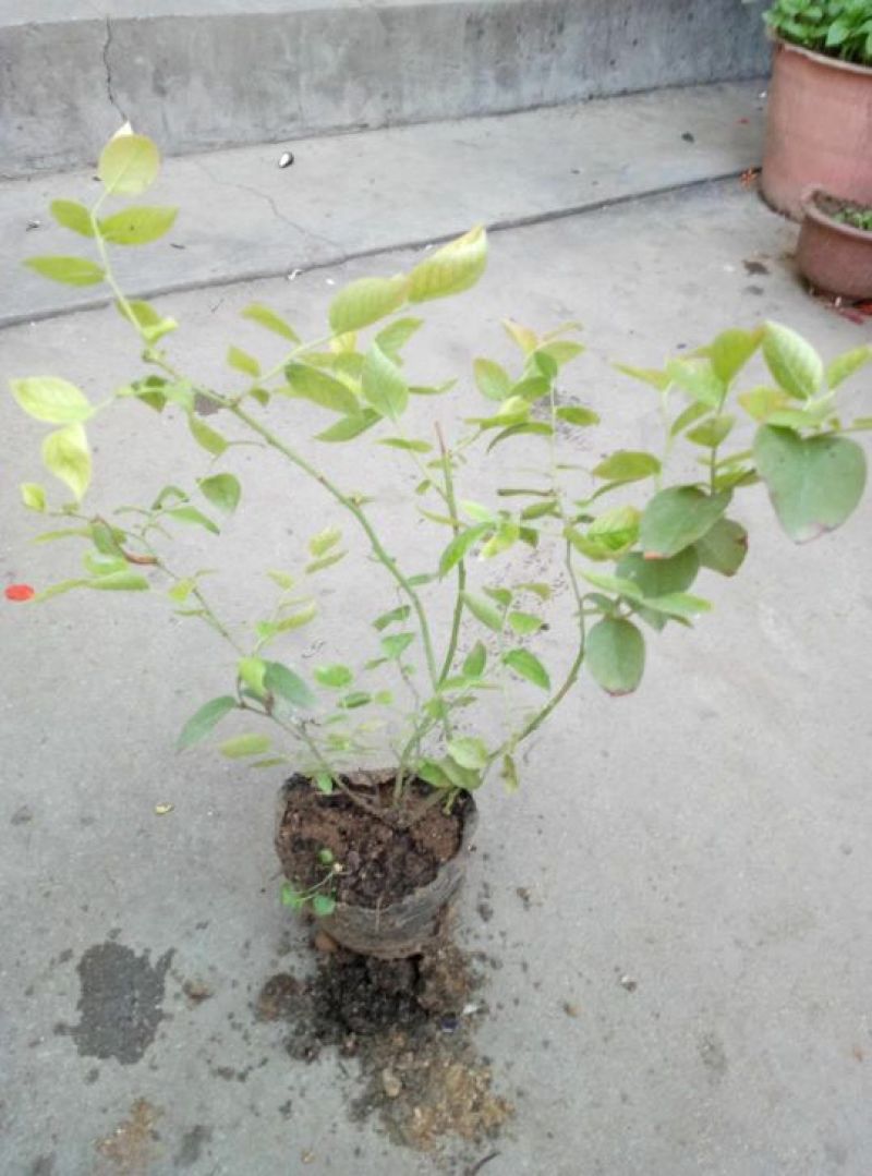 蓝莓苗20~30cm2年以上