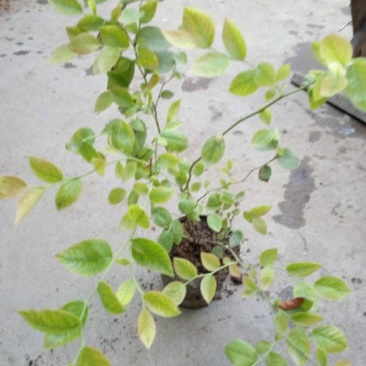 蓝莓苗20~30cm2年以上