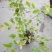 蓝莓苗20~30cm2年以上