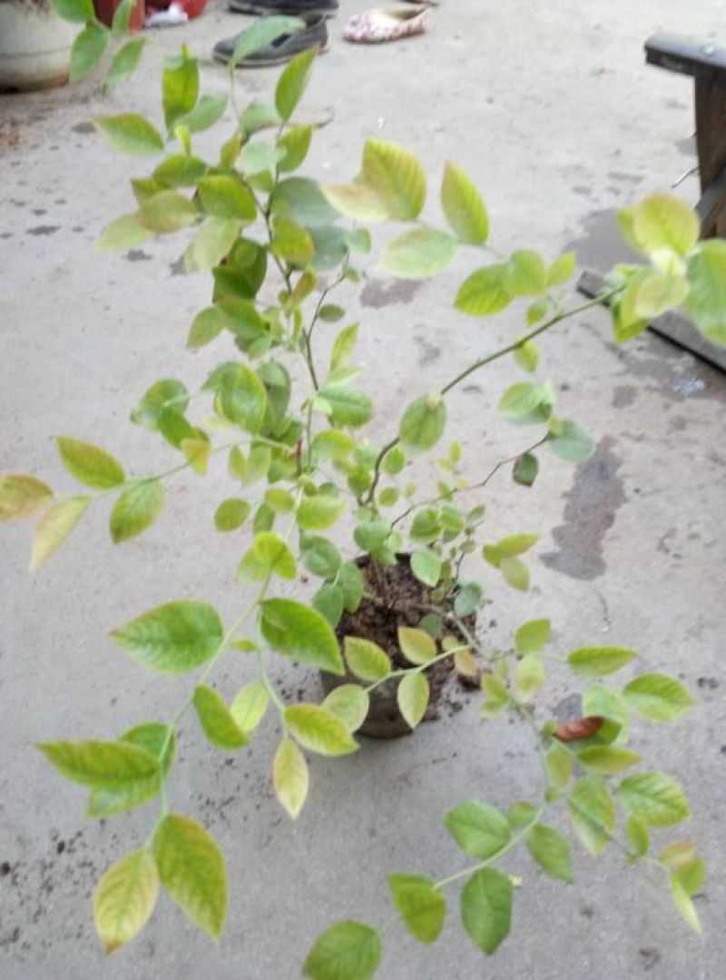 蓝莓苗20~30cm2年以上