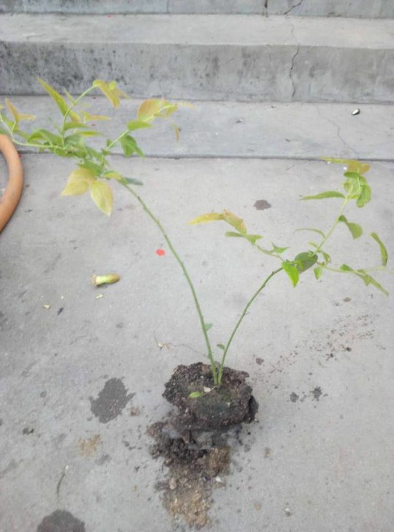蓝莓苗20~30cm2年以上
