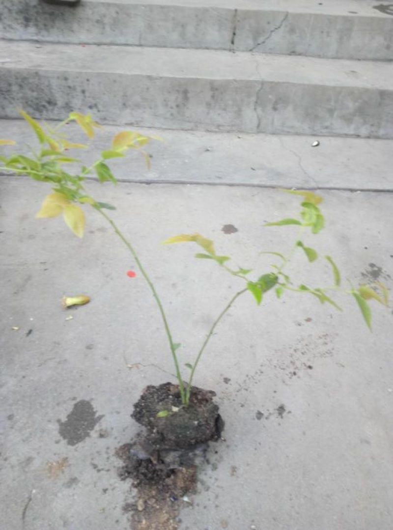 蓝莓苗20~30cm2年以上