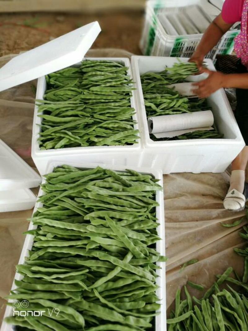 绿扁豆2厘米以上20厘米以上，产地代收，代发全国各地