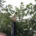 辽核1号核桃苗100~150cm二年苗