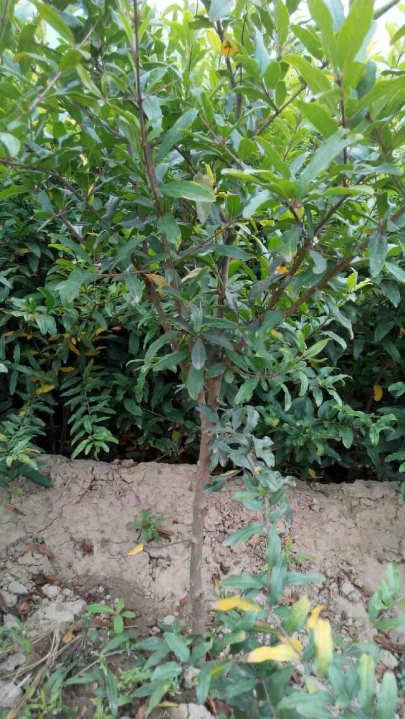 突尼斯软籽石榴树苗嫁接苗70~80cm