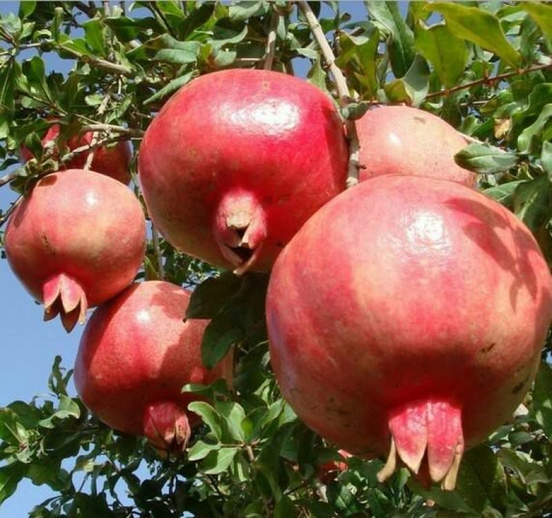 突尼斯软籽石榴树苗嫁接苗70~80cm