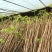 红油香椿苗大棚用陆地用香椿苗0.4-4公分有货