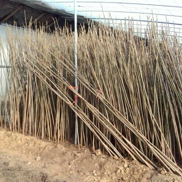 红油香椿苗大棚用陆地用香椿苗0.4-4公分有货