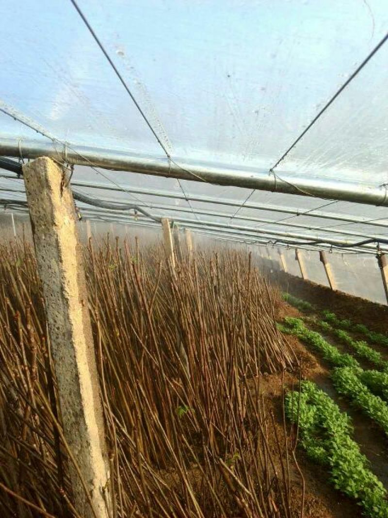 红油香椿苗大棚用陆地用香椿苗0.4-4公分有货