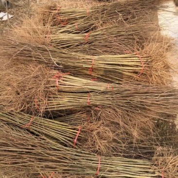 果石榴苗嫁接苗80cm以上