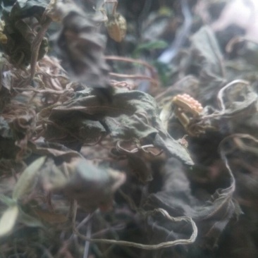 药用紫花地丁