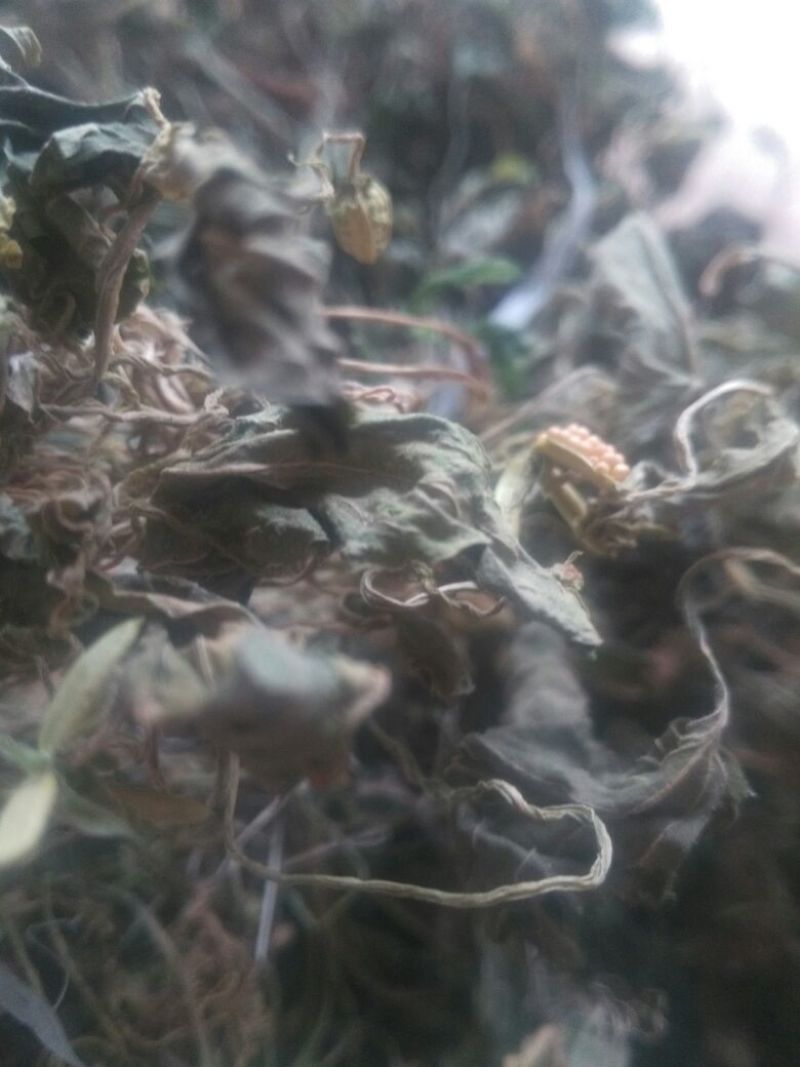 药用紫花地丁