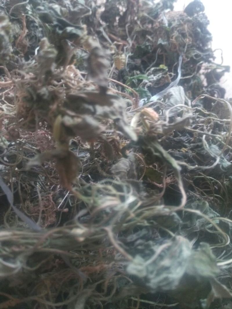 药用紫花地丁
