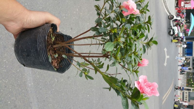 杜鹃花盆景