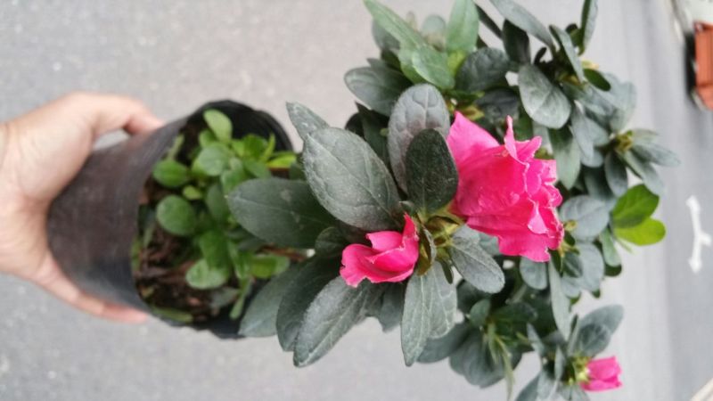 杜鹃花盆景