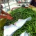 螺丝椒55号，早秀，二荆条辣椒15~20厘米青中辣
