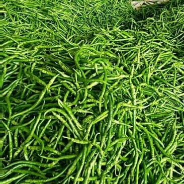螺丝椒55号，早秀，二荆条辣椒15~20厘米青中辣