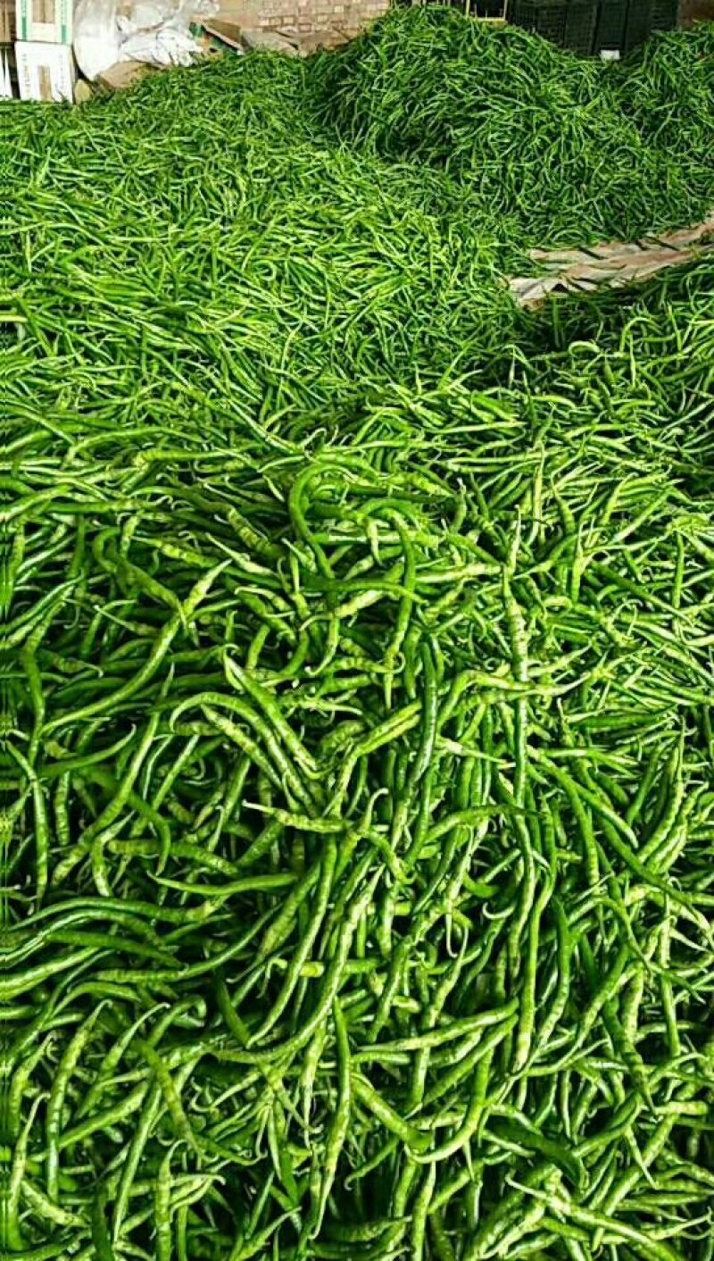 螺丝椒55号，早秀，二荆条辣椒15~20厘米青中辣