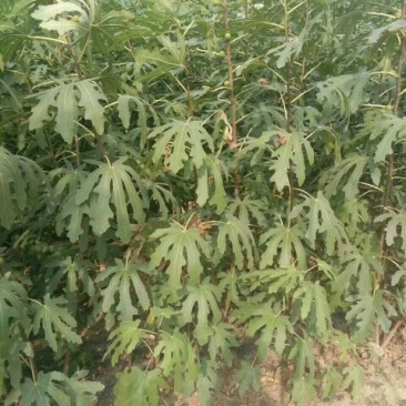 波姬红无花果苗80cm以上