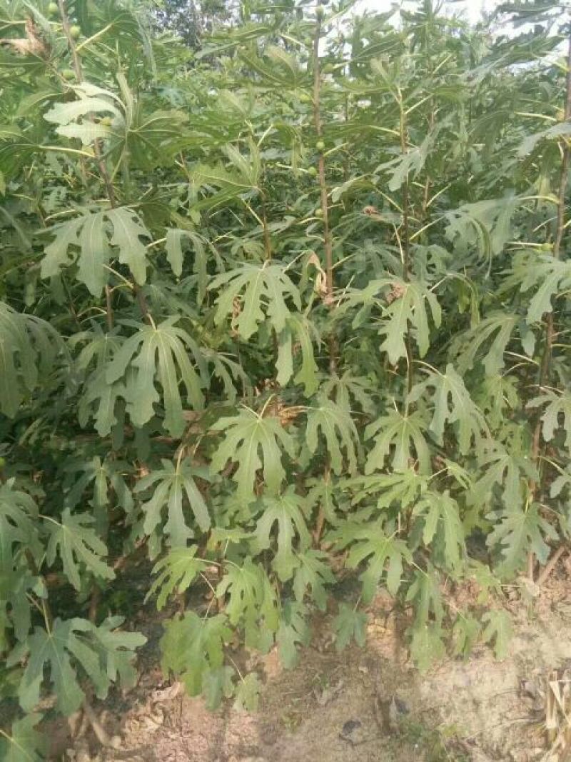 波姬红无花果苗80cm以上