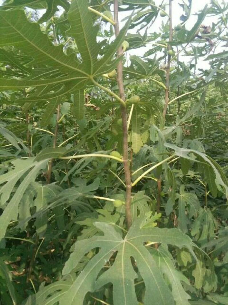 波姬红无花果苗80cm以上