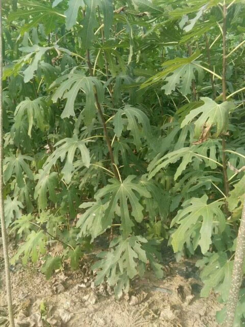 波姬红无花果苗80cm以上