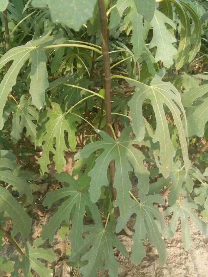 波姬红无花果苗80cm以上
