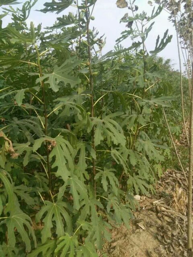 波姬红无花果苗80cm以上