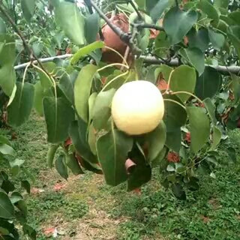 酥梨纸箱