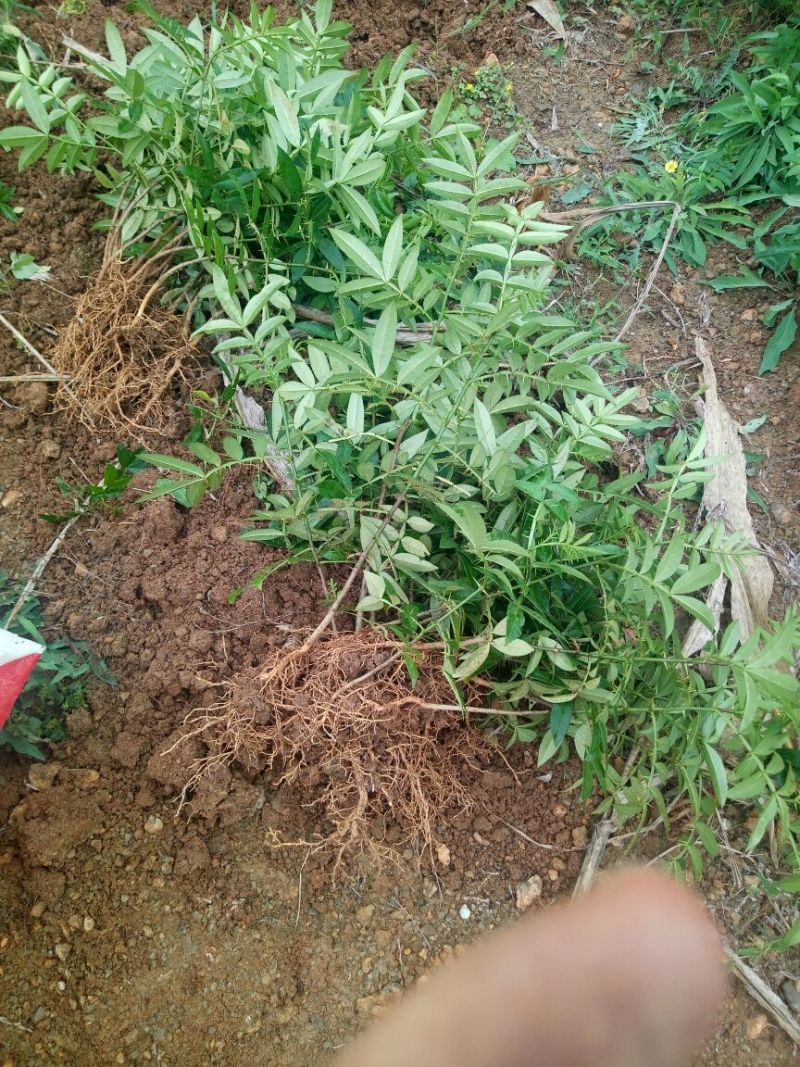 花椒苗新品种青花椒永青一号假值苗