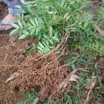 花椒苗新品种青花椒永青一号假值苗