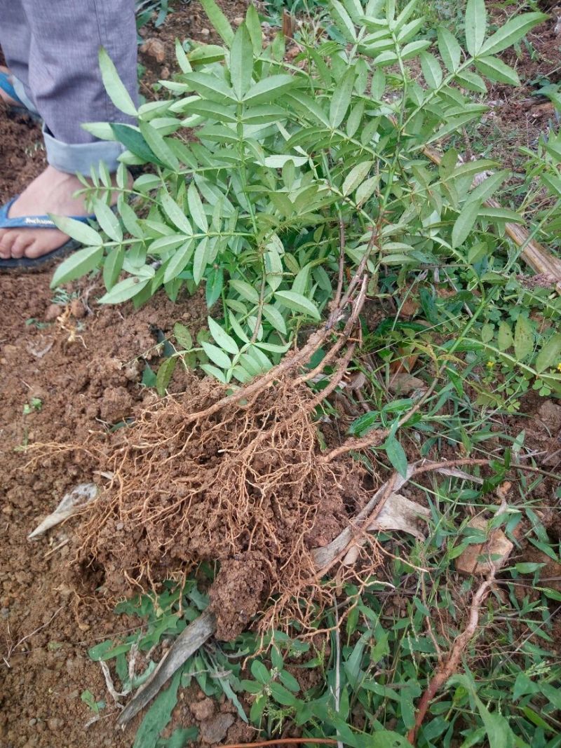 花椒苗新品种青花椒永青一号假值苗