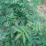 花椒苗新品种青花椒永青一号假值苗
