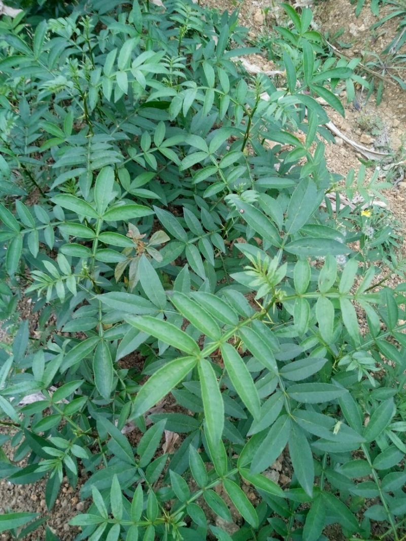 花椒苗新品种青花椒永青一号假值苗