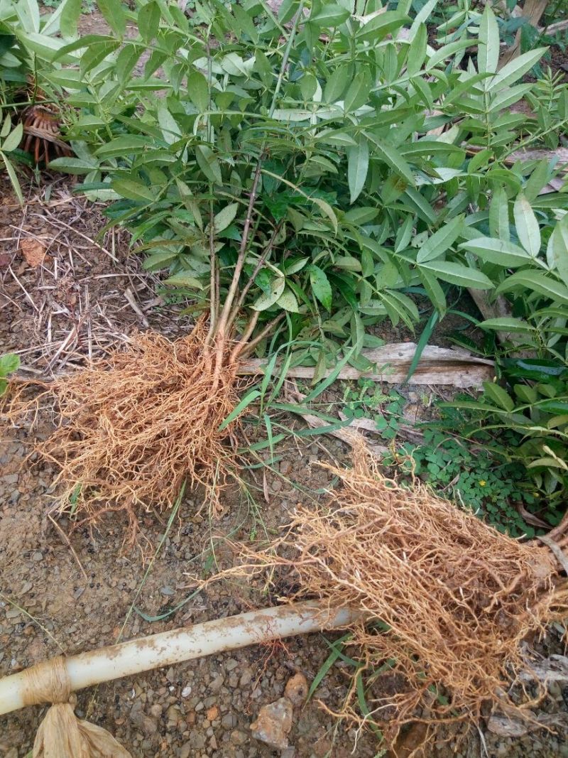 花椒苗新品种青花椒永青一号假值苗