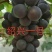 绍兴一号葡萄苗50~80cm1年苗二年苗保品种量大