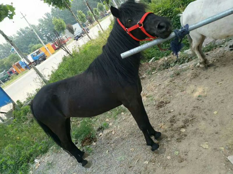 伊犁马300~400kg