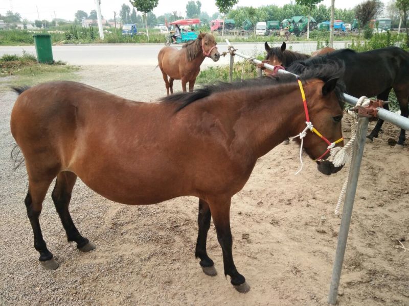 伊犁马300~400kg