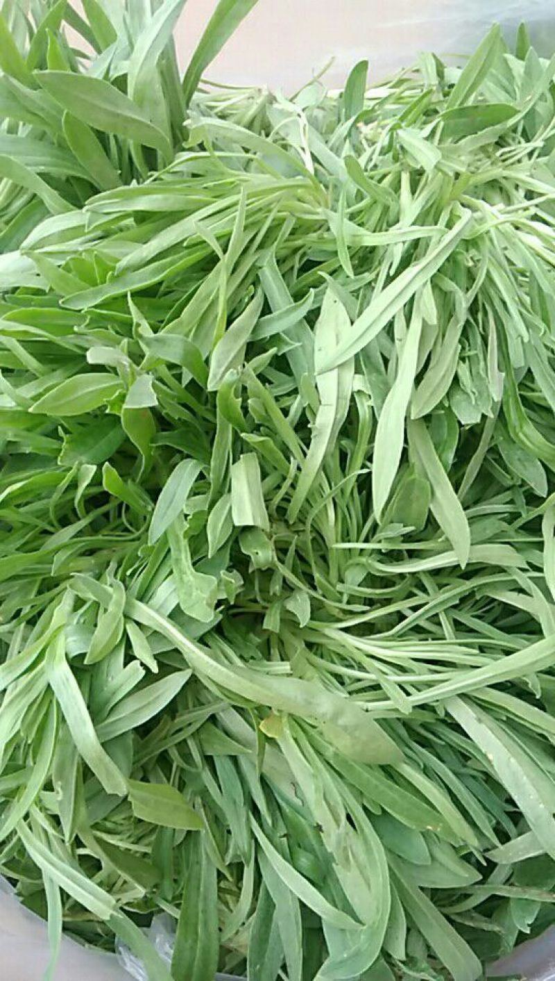 面条菜10cm以下