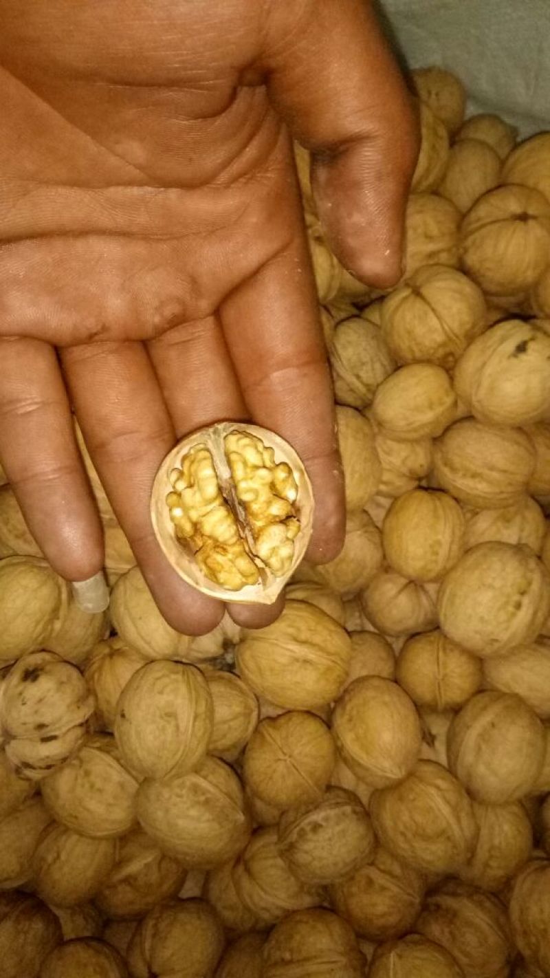 薄皮核桃去皮干