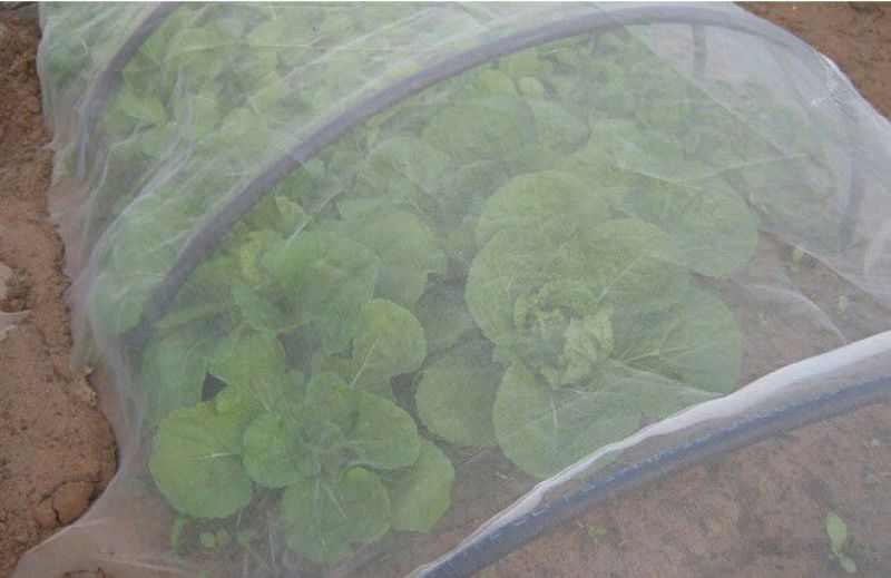 防虫网防虫网蔬菜大棚果树防虫网40/60/80/10