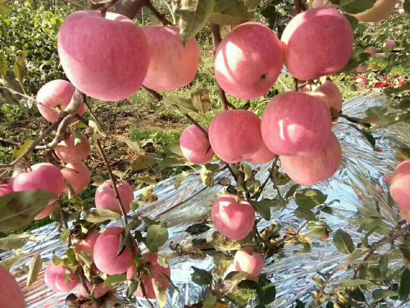 红富士苹果70mm纸+膜袋