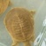 生态甲鱼2~2.5斤