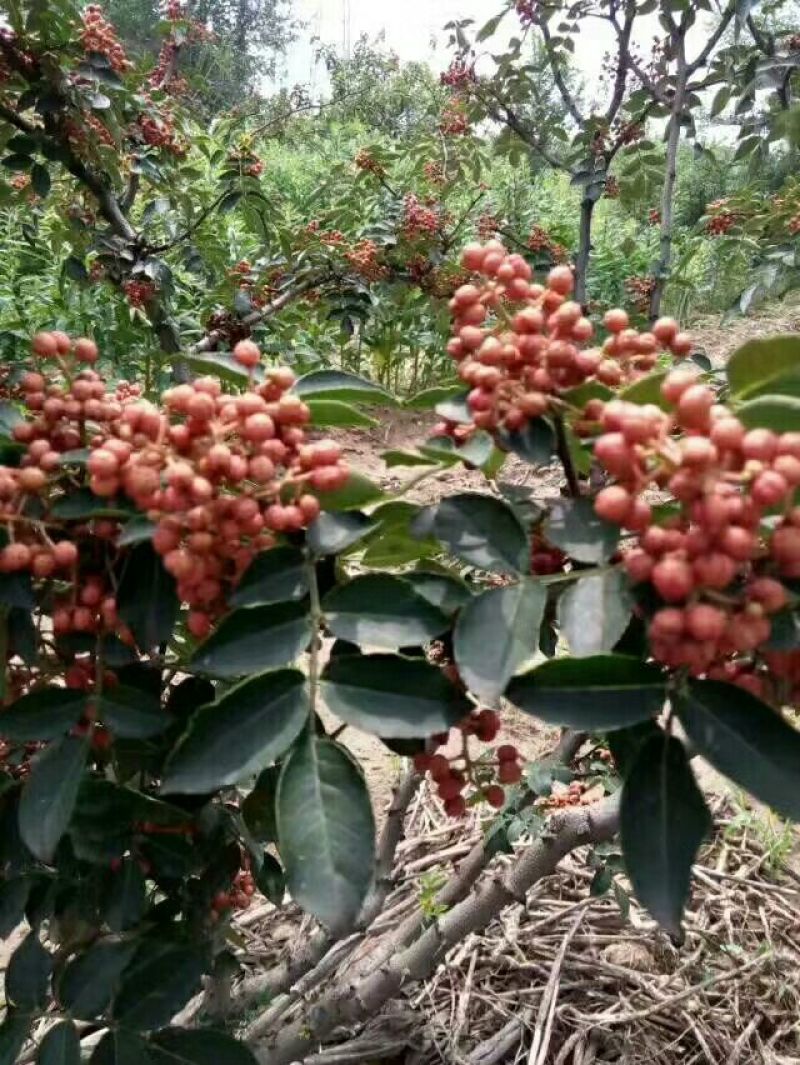 花椒苗