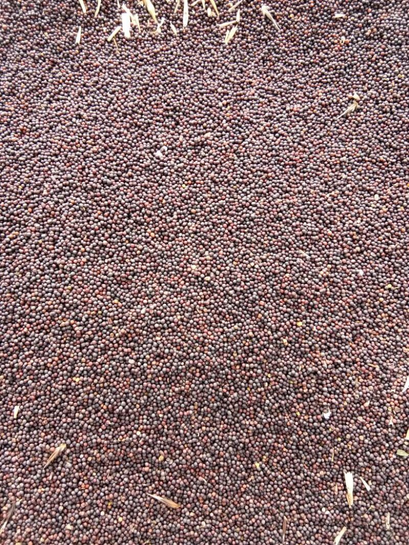 甘蓝型油菜籽1级