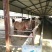 肉马200~300kg
