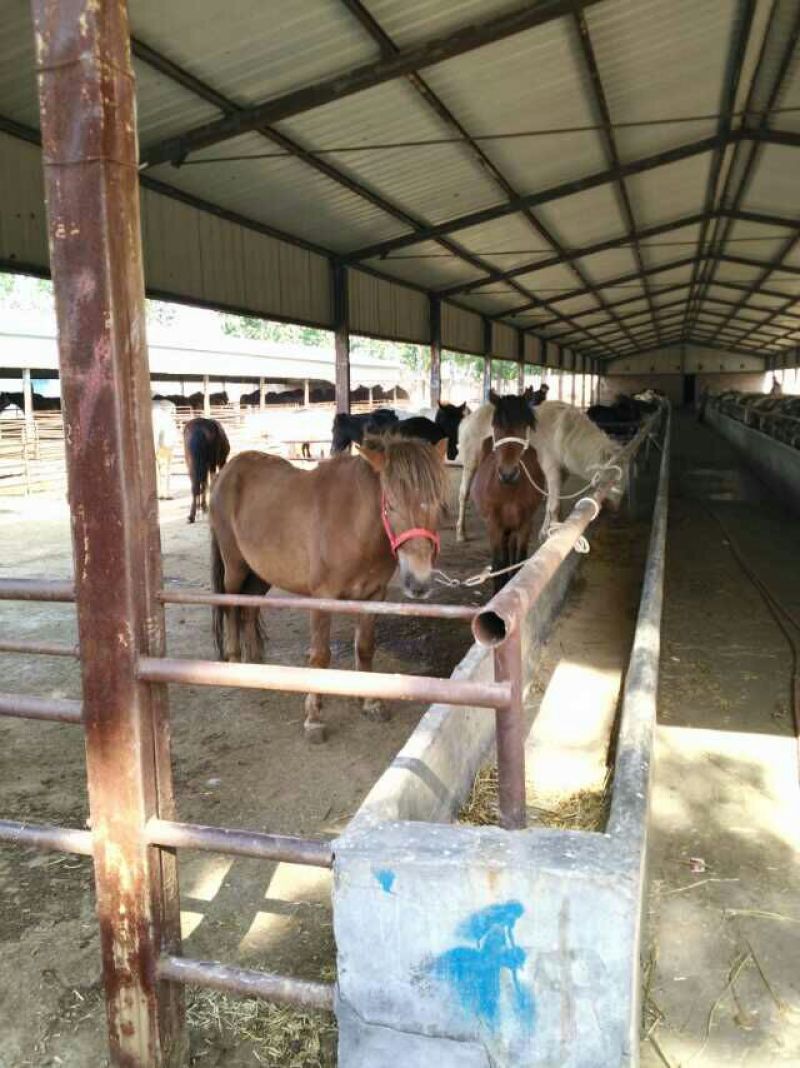 肉马200~300kg